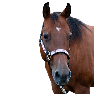 A brown horse head with a heart-shaped star, black mane, and a pink halter.
